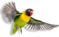 bird