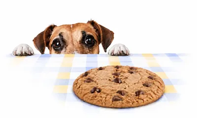 Chien guettant un cookie aux pépites de chocolat, les yeux et les pattes dépassant du bord de la table
