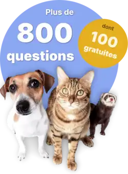 Quiz ACACED-Accueil
